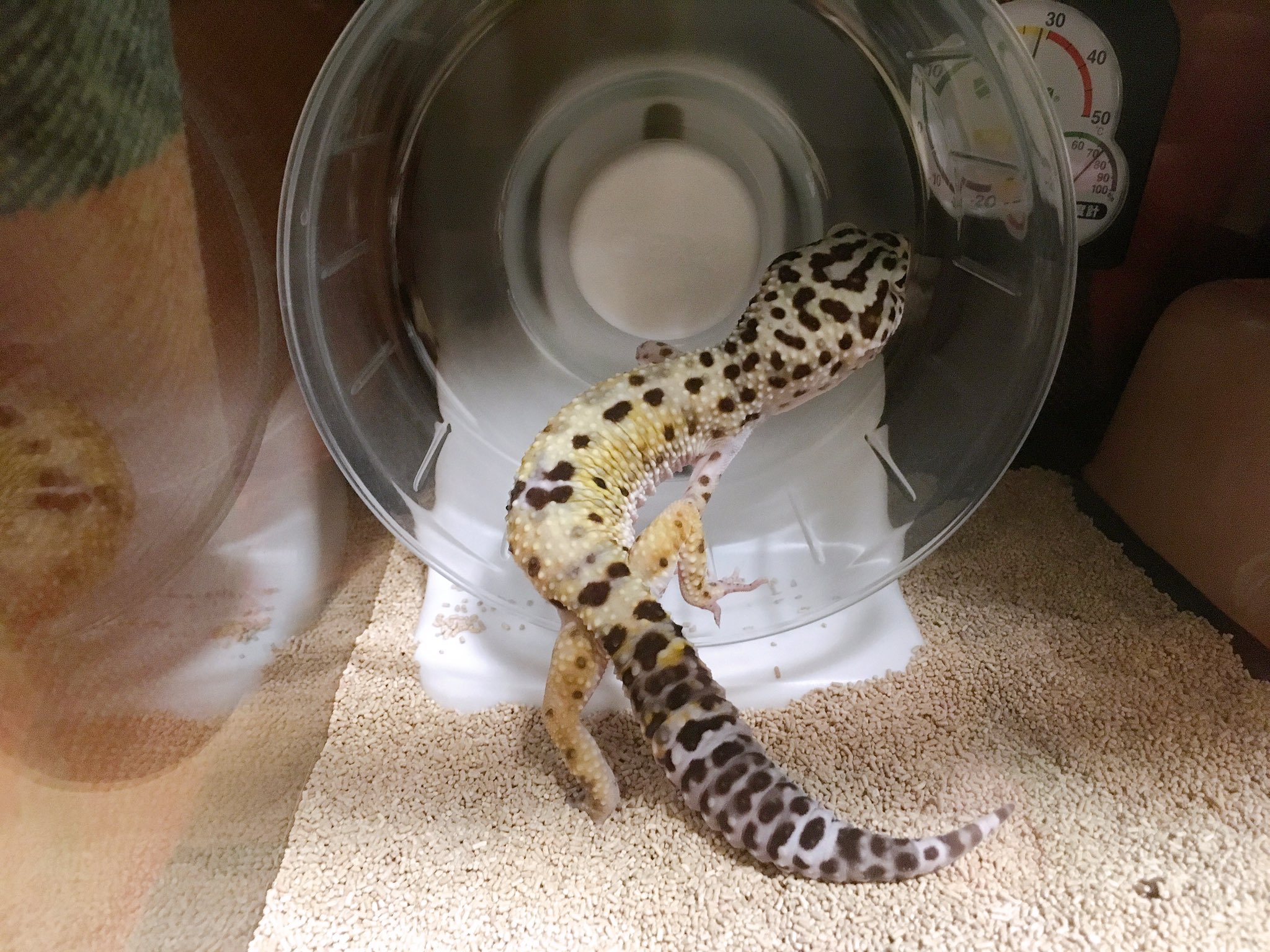 みさき レオパ垢 回し車に今日はここまで乗りました まだ回しません レオパードゲッコー ヒョウモントカゲモドキ T Co Mbhlcllrg1 Twitter