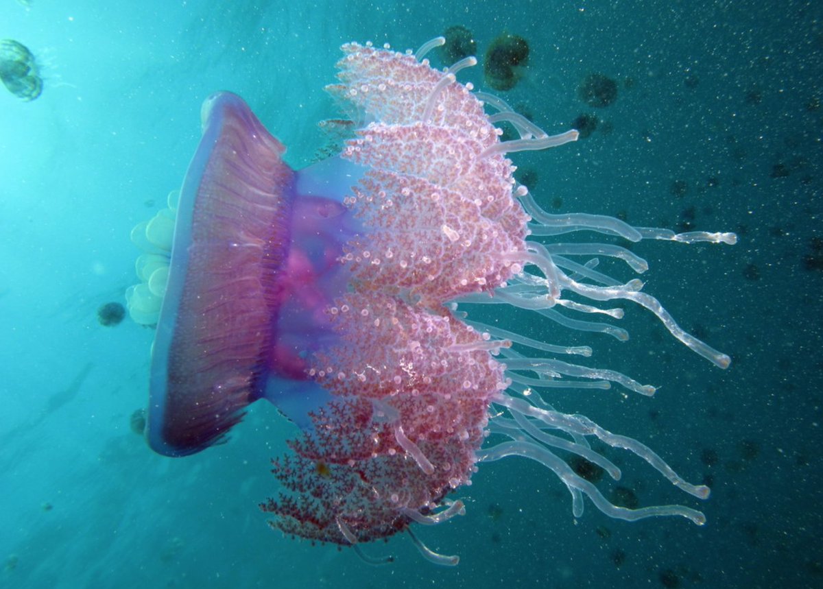 So if you see jellies, please let us know! Let's keep our jellyfish, and jellyfisheries, healthy for years to come! [end of thread]Image: wiki
