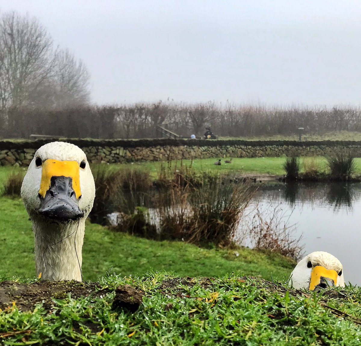 Happy 20th Birthday @WWTLondon wonderful place &looking forward to getting back &seeing how everyone is doing, especially your comical #Swans @MiradorDesign @charliecampion @kidslitfest @BarnesDayOut @BarnesCommAssoc @MindelPartners @timeandleisure #wildaboutbarnes #Londonsbest