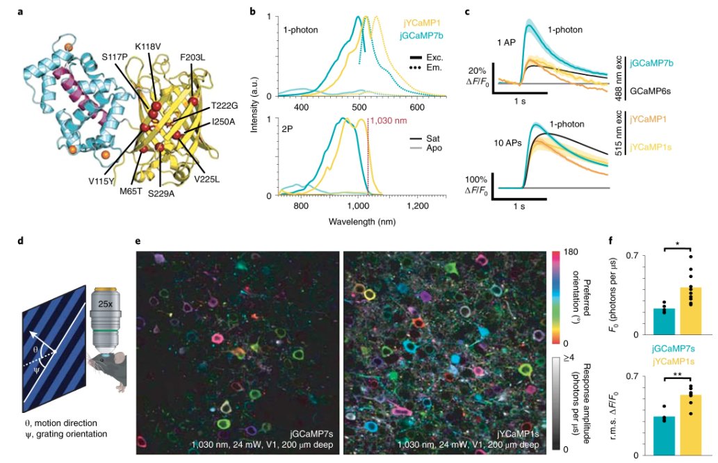 naturemethods's tweet photo. From the Podgorski lab, jYCaMP1, a yellow calcium sensor for two-photon imaging at fiber laser wavelengths https://t.co/IvjWt34QIi https://t.co/2oQBkDkzwG