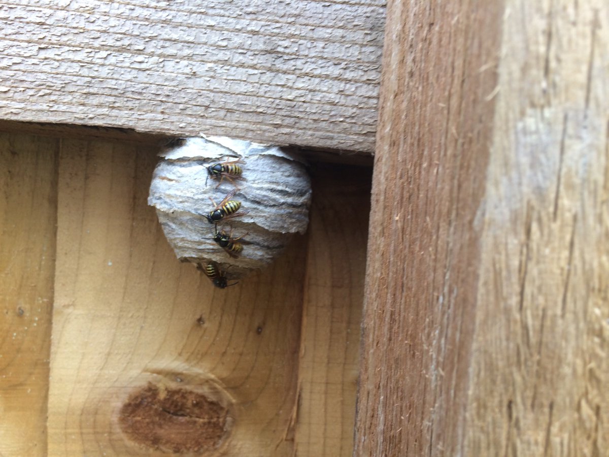 Abatepc's tweet image. First wasps nest.