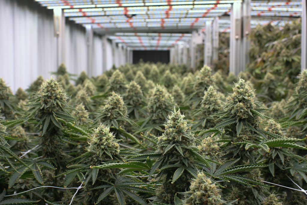Nothing like a lush cannabis forest to get your week going. 🌲🌳🌲🌳
-
#monarchgrow #plantpeopleplanet #stayhighmyfriends #cannabislove #aeroponic #sustainablecannabis #washingtoncananbis #cannabisdaily #cannabisgrow #cannabisplant