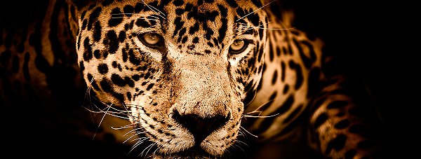 Htl_CJM's tweet photo. Sabías que.. Estos son cinco animales sagrados para las culturas prehispánicas:
Jaguar
Aguila
Quetzal
Serpiente
Mariposa de Obsidiana

https://t.co/mAUjBqa6ZN

#MexicoNosVemosPronto #MexicoLoveYouSoon #SalvemosElTurismo

#Morelia #Michoacán https://t.co/ZtG63vyRgV