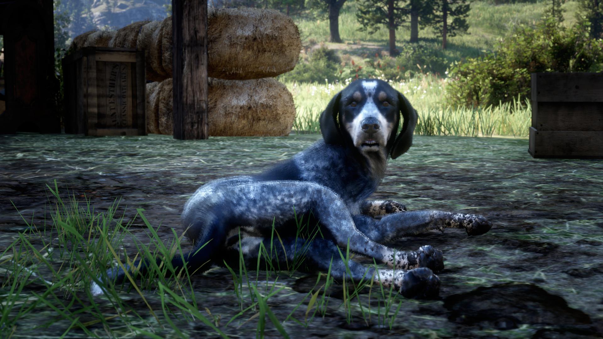 Twitter 上的slatz 7 Bluetick Coonhound Rdr2 Rockstargames T Co 4u1u6dnfe8 Twitter