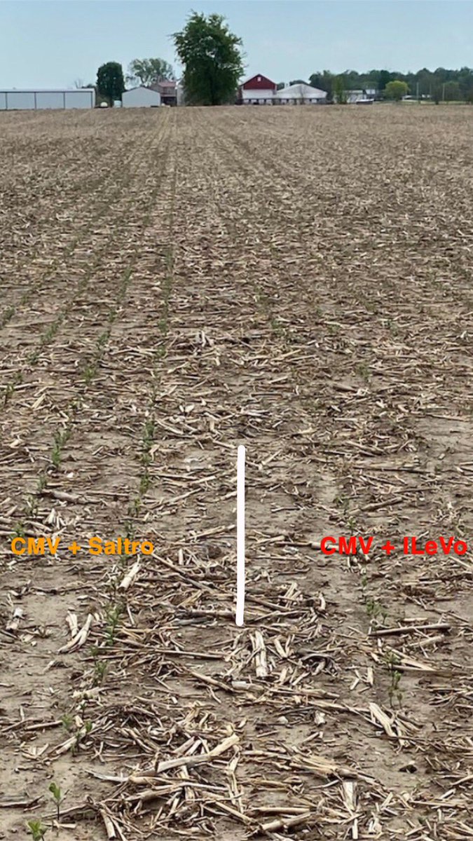 <a href="/Syngenta/">Syngenta</a> SALTRO is starting to turn heads across West Central Ohio with the visuals its producing as soybeans begin their emergence. Significant advantage over ILeVo with emergence, uniformity, stand count, and overall crop safety. #SayNoToTheHalo <a href="/GldnHarvest/">Golden Harvest Seeds</a> <a href="/Wayde_Looker/">Wayde Looker</a>