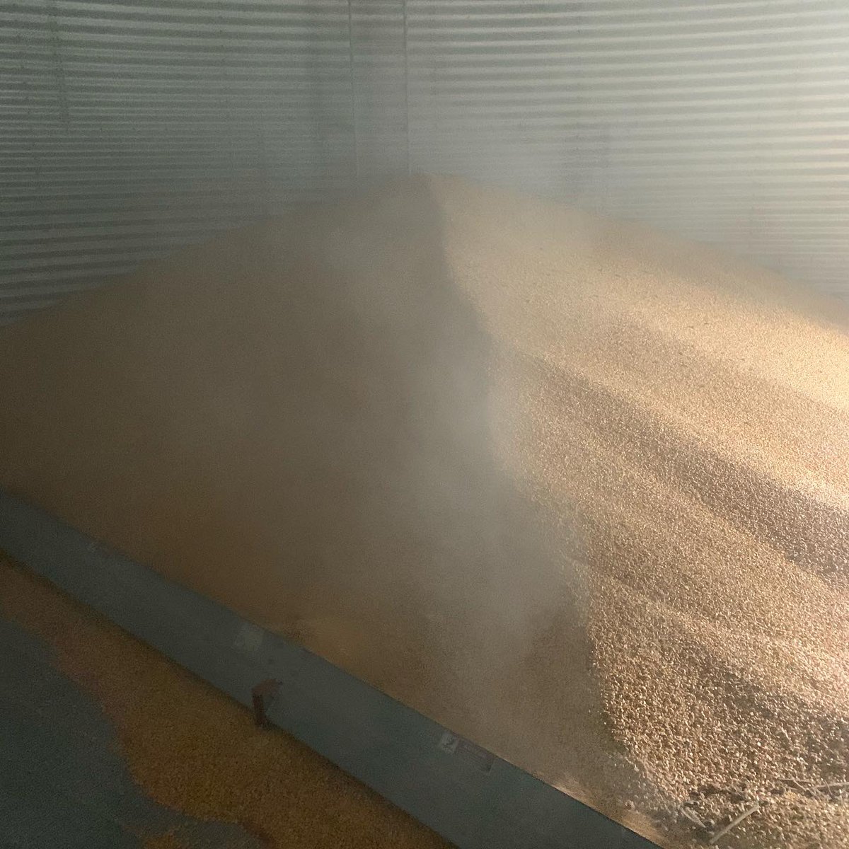 txcornfarmer's tweet photo. Last load of #corn19. Now ready for#wheat2020 in another week. https://t.co/VuPdSr6wab