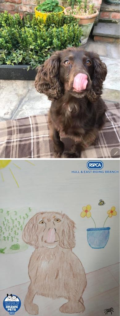 RSPCAHull's tweet photo. Donate £10.00 to our #JustGiving
page and you will receive a lovingly, but badly drawn picture of your pet. It's not badly drawn on purpose btw, it's just the best we can do. Once restrictions are lifted, your original artwork can be collected from our Clough Rd. animal centre. https://t.co/K3fpuzpKW5