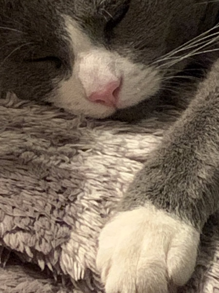 littleboydwight's tweet photo. @maple_syrup_cat heer is me,, i be vary bitey i wil byte tha bad thots https://t.co/JqPOnOEOaA
