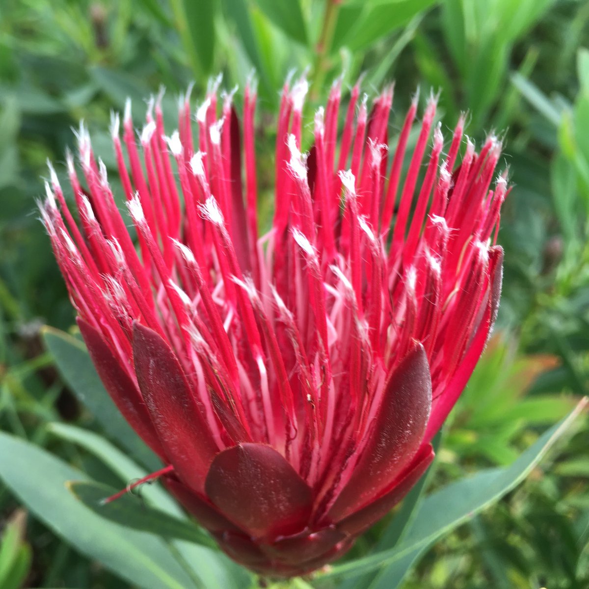 protea clarks red