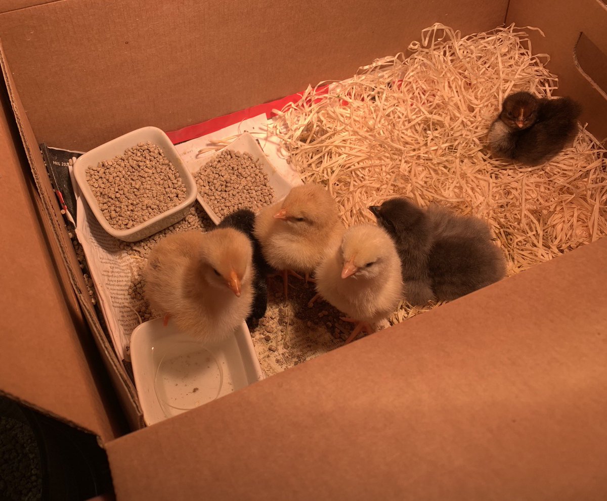 Ashley_Bullard's tweet image. Giving my @CarrFarmGeese box new life, literally! These fluffy ones started hatching on the eve of my birthday last Thursday and have kept coming! 🐣