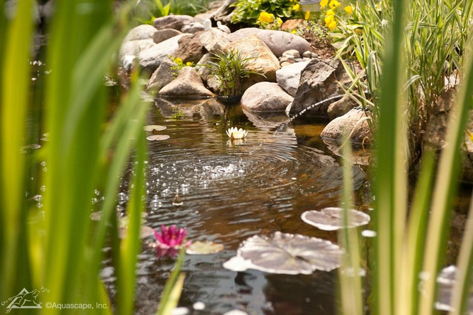 AquascapeInc's tweet photo. Keep your pond looking immaculate with beneficial bacteria! It reduces excess nutrients, fish waste, and organic debris. This water treatment is safe for fish, plants, and pets!

Minimize maintenance for your pond >>https://t.co/1qn8rC3Yur https://t.co/AqpjRc56RD