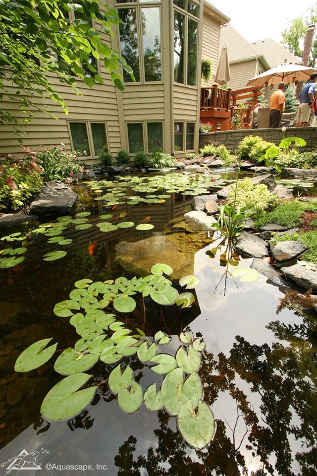 AquascapeInc's tweet photo. Keep your pond looking immaculate with beneficial bacteria! It reduces excess nutrients, fish waste, and organic debris. This water treatment is safe for fish, plants, and pets!

Minimize maintenance for your pond >>https://t.co/1qn8rC3Yur https://t.co/AqpjRc56RD