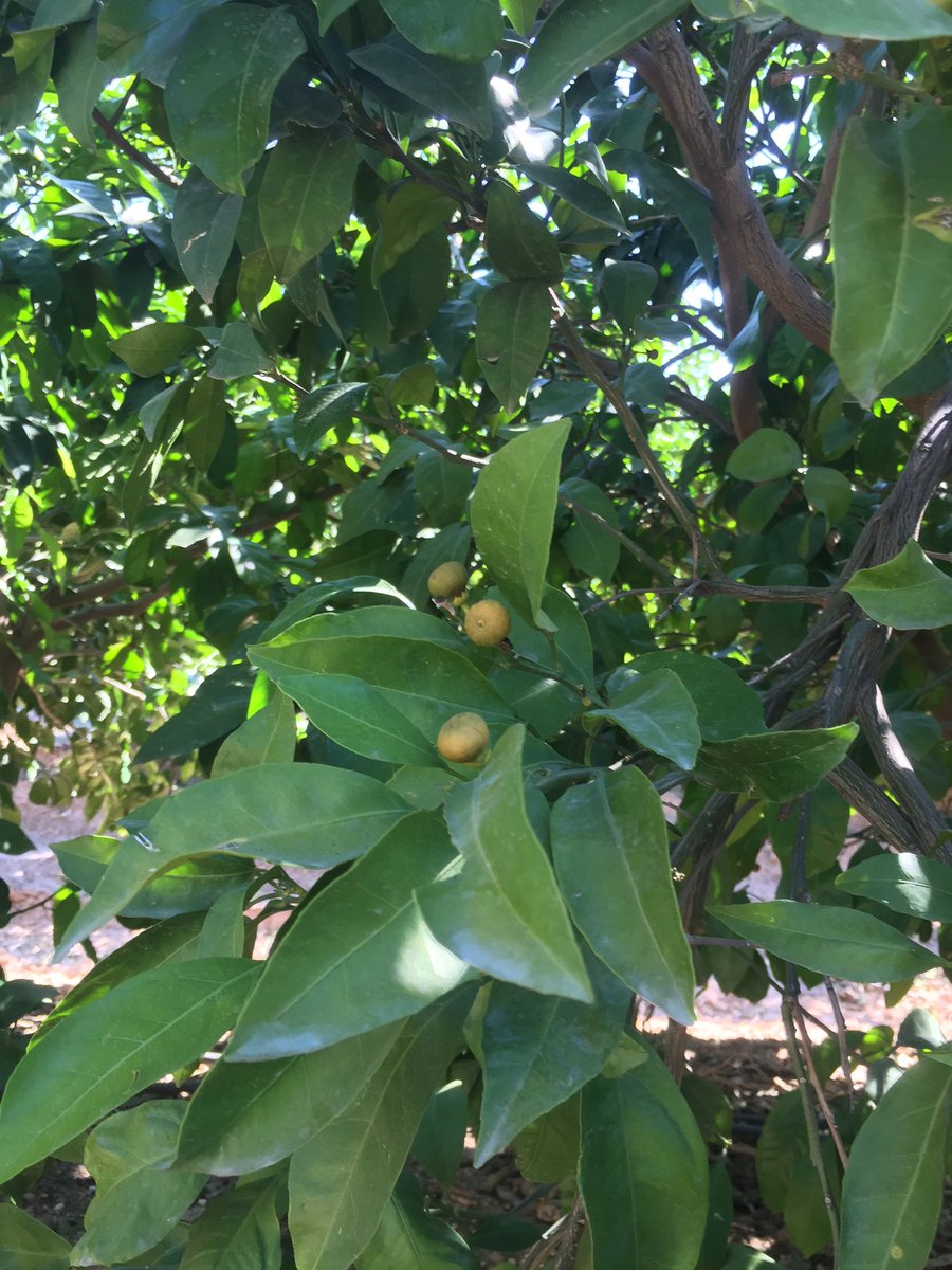 Adana’da sıcak ve poyrazdan kaynaklı Narenciye ağaçlarında meyve kalmadı iklimsel bir felaket yaşanıyor yetkililer çiftçiyi rahatlatacak önlem alması gereklidir.
