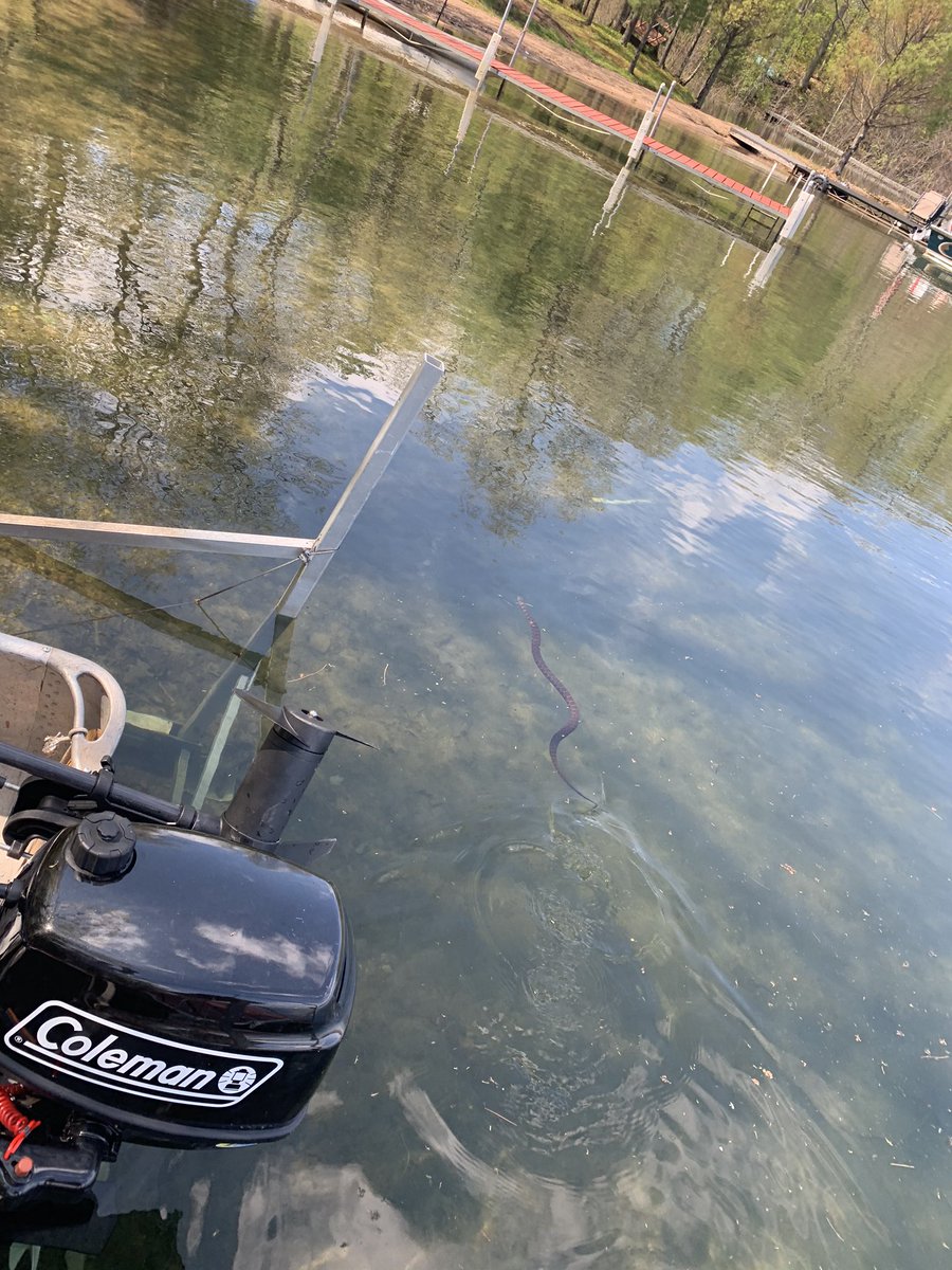 HeyRateMyBass's tweet photo. What kind of snake is this? Saw in Wisconsin. https://t.co/gE5r4dJnbH