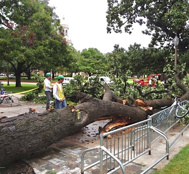 FitzgeraldsWaco's tweet photo. #TreeServicesTuesday

When you need an emergency tree service, remember to contact Fitzgerald's!

254.744.6489 ~ https://t.co/t0RCGciYcS ~ Info@FitzLtd.com https://t.co/42ZrR9PXCz