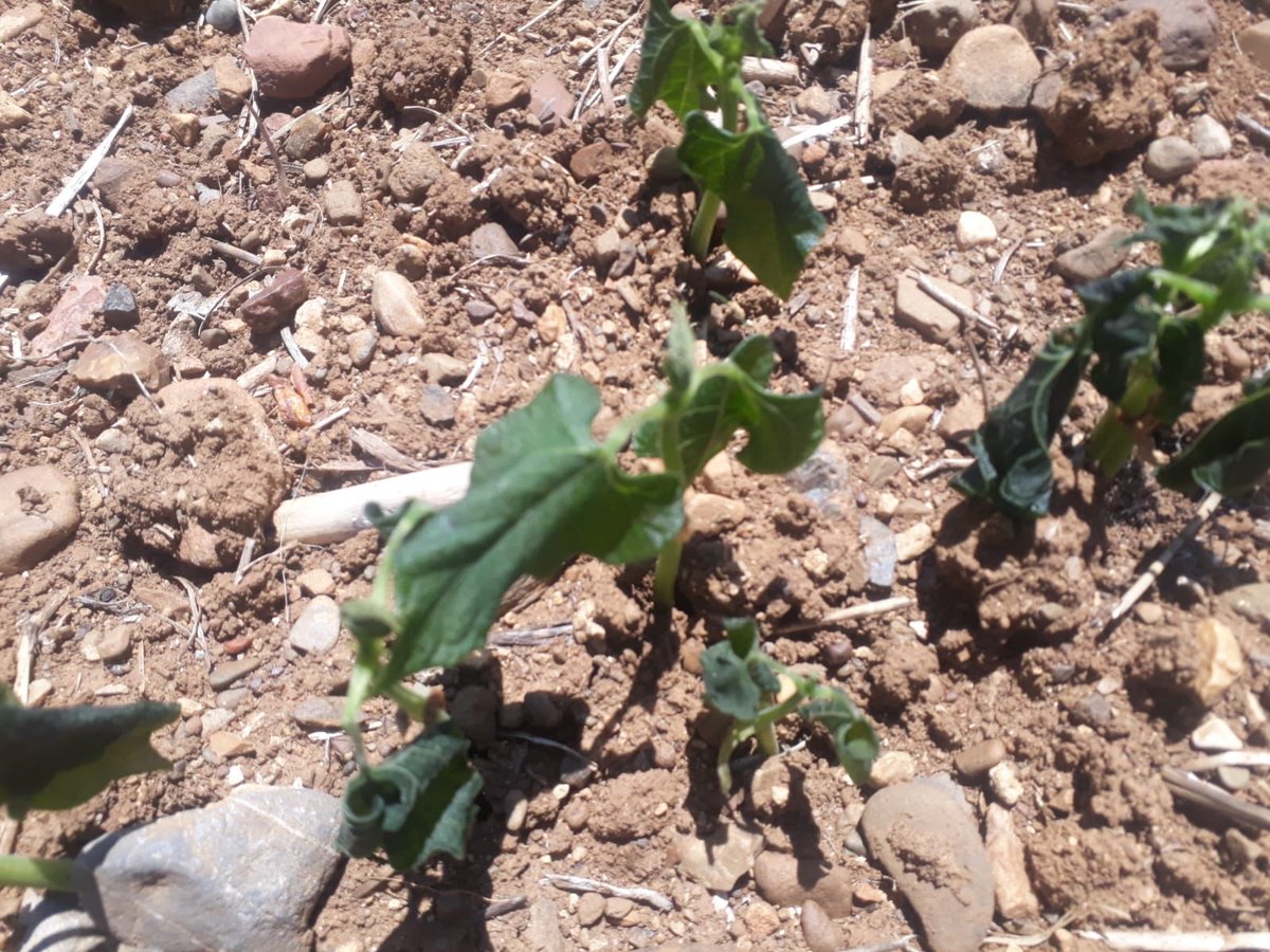 Adana’nın ovasındaki narenciye ağaçlarını Aşırı sıcak vurdu kırsal kuzey ilçelerini ise soğuk ve don vurdu