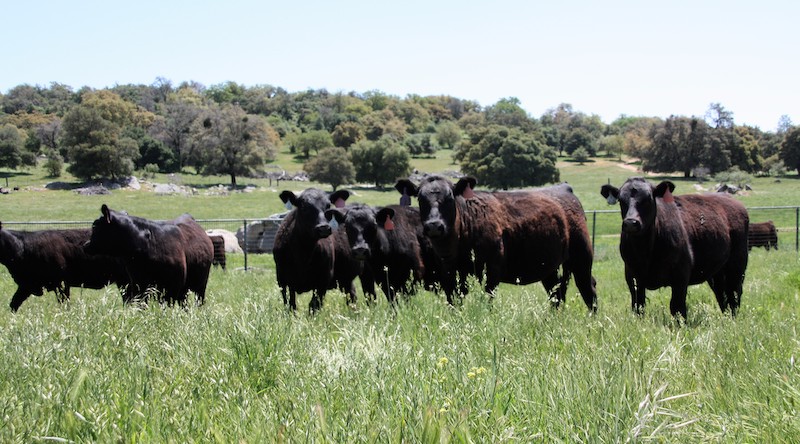 jaredwareham's tweet image. 54 hd of Top Dollar Verified steers and heifers sell Wednesday at Visalia Livestock in California.  They are weaned to grass and sired by premium Angus genetics from Oak Ridge Angus. #topdollarangus #precisionbeef #verifiedgenetics #geneticsmatter - mailchi.mp/topdollarangus….