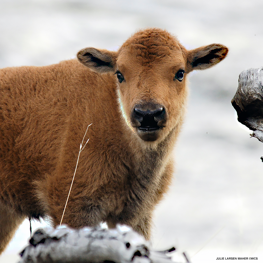 julie_l_larsen's tweet photo. AMERICAN BISON CALF #Yellowstone #EarthStrong #WCSPhotoCollection #BabyAnimal #NationalMammal #Spring @TheWCS 

It's that time of year in the west! @J_GazingWolf https://t.co/EbCtspRZqe