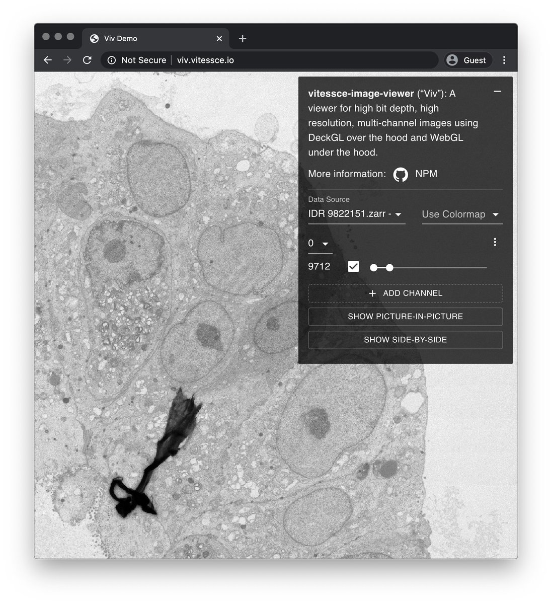 … just in time for the  #OME2020 community discussion about file formats tomorrow , we now have experimental support for  @zarr_dev images (ome-zarr from  @bioformats) in the browser!  @openmicroscopy /