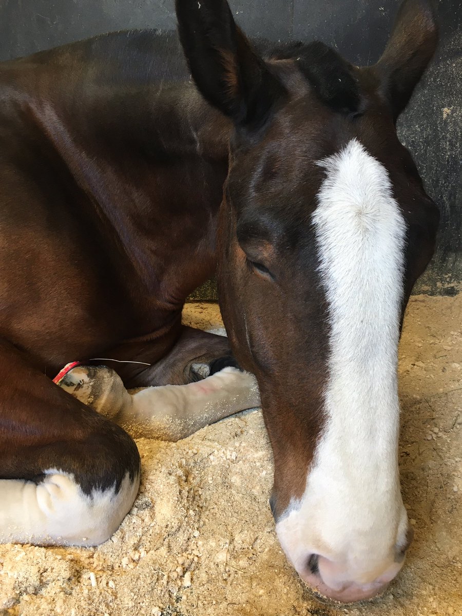 #PHOdin has been feeling glum lately as he should be busy preparing for #RoyalAscot which is sadly cancelled due to #COVID__19. To cheer him up <a href="/Philthefarrier/">Philip pearce</a> fitted him with a rather dazzling #neonpink shoe! All the excitement was just too much for Odin by bedtime!🐴😴P5055.