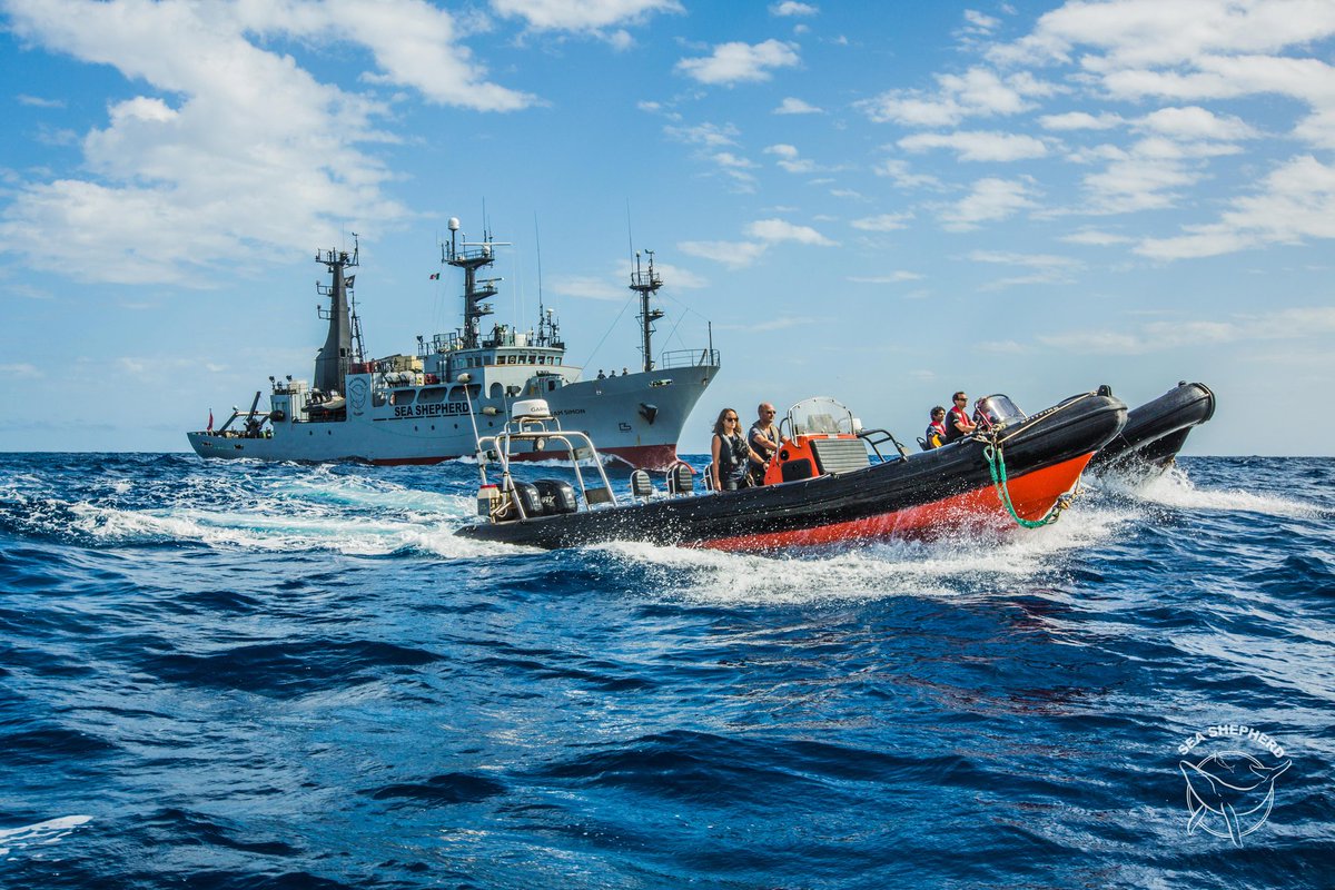 SeaShepherdSSCS's tweet photo. 🦈🐋 MEET THE FLEET - The M/V Sam Simon 🐋🦈

One of the most iconic #ships in the Sea Shepherd fleet, the Sam Simon has been defending marine #wildlife around the world since 2012.

HELP US GET THE SAM SIMON BACK OUT TO SEA by supporting our efforts at: https://t.co/NcIQdBoScU https://t.co/rEvuHtmbFp
