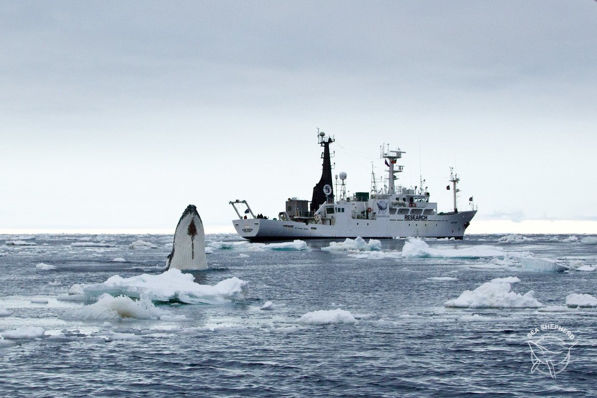 SeaShepherdSSCS's tweet photo. 🦈🐋 MEET THE FLEET - The M/V Sam Simon 🐋🦈

One of the most iconic #ships in the Sea Shepherd fleet, the Sam Simon has been defending marine #wildlife around the world since 2012.

HELP US GET THE SAM SIMON BACK OUT TO SEA by supporting our efforts at: https://t.co/NcIQdBoScU https://t.co/rEvuHtmbFp