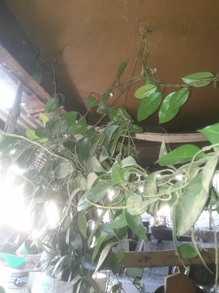 palmaroman7's tweet photo. Le digo a mi mamita "oye mama esta caga de #crepia no a dado ninguna flor voy a pescar el machete y la voy a cortar"
Y me responde mi mamita "y por que mejor no pesco el machete y te corto los cocos a vo mejor no me has dado niun nieto nuevo" me cago mi #mamita https://t.co/LKVvU6GnKK