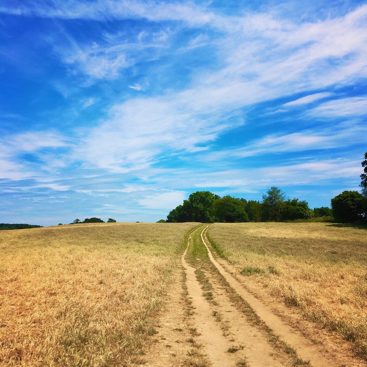 HannahFlowerday's tweet image. Loved walking the Pilgrims’ Way today! Hundreds of years ago pilgrims would have taken this path to get to the Shrine of St Thomas Becket in Canterbury. #PilgrimsWay #NorthDownsWay #Pilgrimage #ThomasBecket #Canterbury #SurreyHills