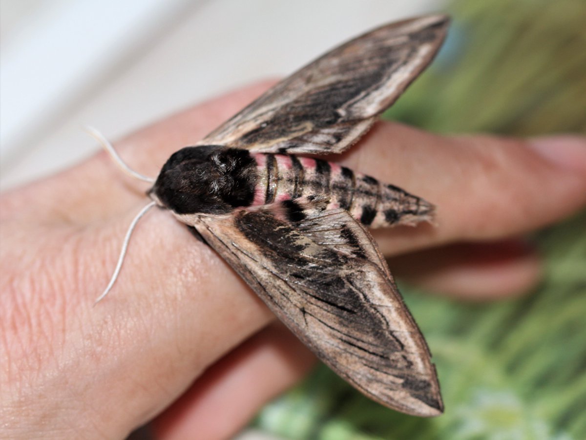 raptorwatcher's tweet photo. 101 #Moths of 32 Species last night inc. 13 NFY/NFG Any help with this micro much appreciated :) #gardenmothscheme @BritishMoths @savebutterflies #ElephantHawkmoth #ScorchedWing #PrivetHawkmoth #gardenwildlife #macrophotography #naturephotography #gardenmoths https://t.co/UVXAaQd5qo