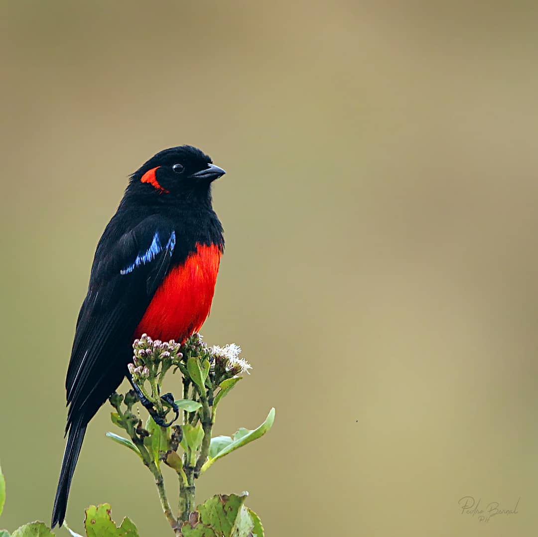 deviajesyaves's tweet photo. 📖 Anisognathus igniventris
🇨🇴 Tangara Ventriescarlata
🇺🇸 Scarlet-bellied mountain tanager
•
En su mayoría negra con vientre rojo brillante y un un parche rojo en el oído y la rabadilla y hombro azules. 
#birding #birdwatching #bisrdscolombia #birder #aves #avescolombia https://t.co/8VfxroNlig