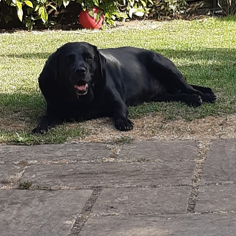 krchiefscout7's tweet photo. My gorgeous boy ♥️ #Labradorsrule https://t.co/HCHDY3N159