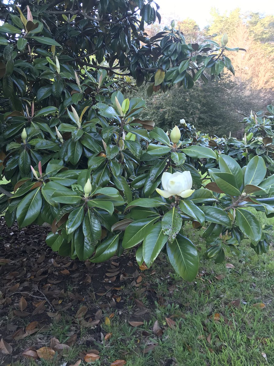 So_meow's tweet photo. #firstbloom #longestsummer #whatsasummer https://t.co/TiBRdTp59K