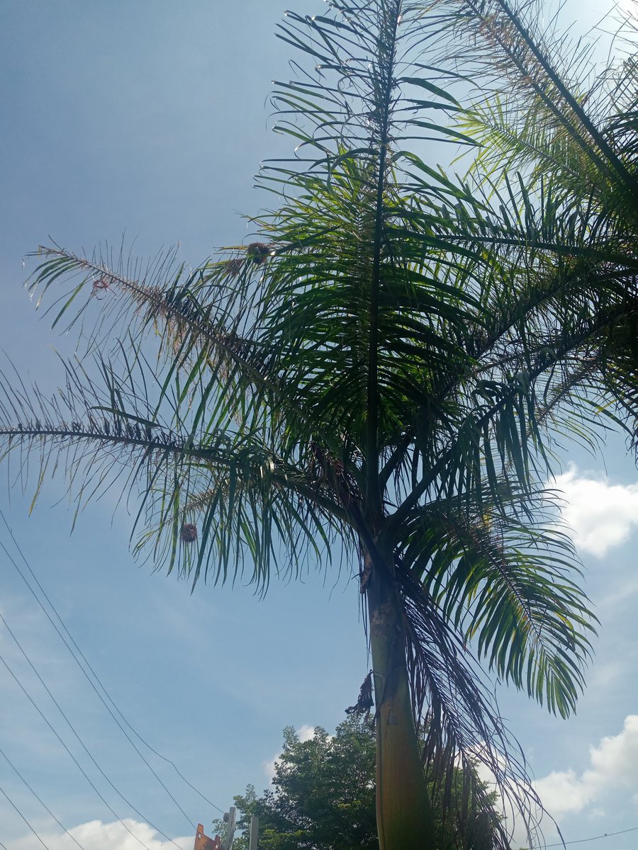 SimplyOgo's tweet image. He gave me eyes to see them...