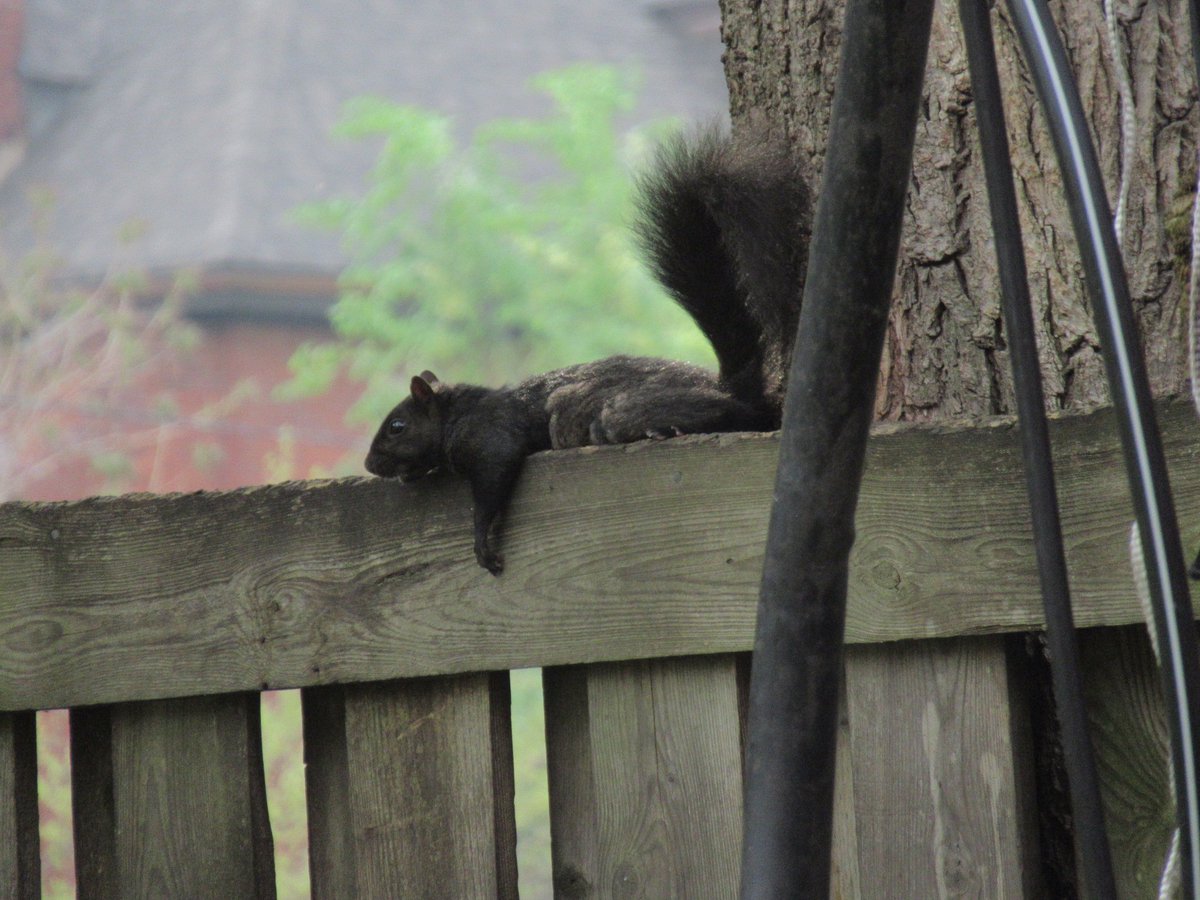 madmj1m's tweet photo. Squirrel just hanging out. @heatwave #torontoheat https://t.co/FYnBrFDXx5