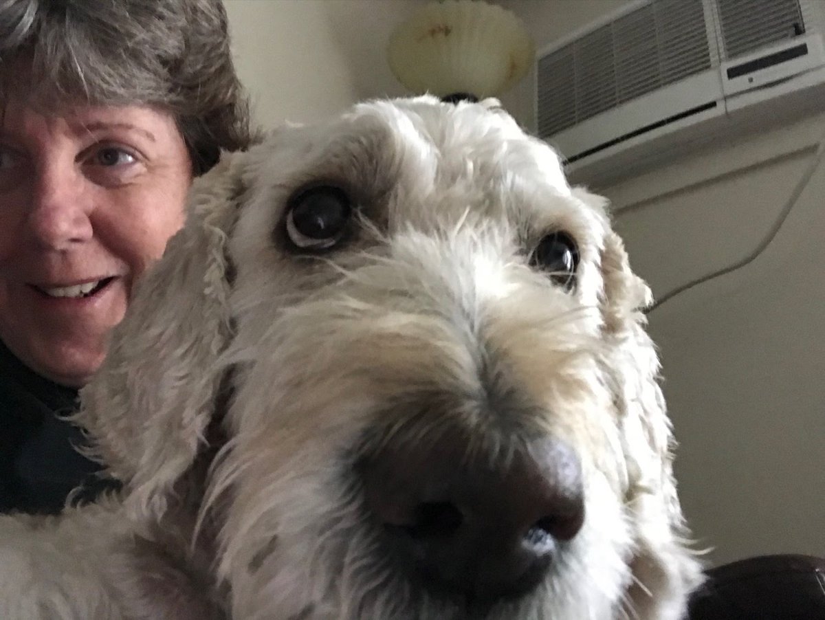 sdicecco's tweet photo. How precious is Tessy, Ms. Gerstner's Remote Work Buddy! Tessy likes to crash all of Ms. G's meetings -- or maybe she's just trying to help? 🥰 Either way, she's a cutie! @PS14Bronx #RemoteLearningBuddy @TGerstner2 https://t.co/Txvd4qtsQe