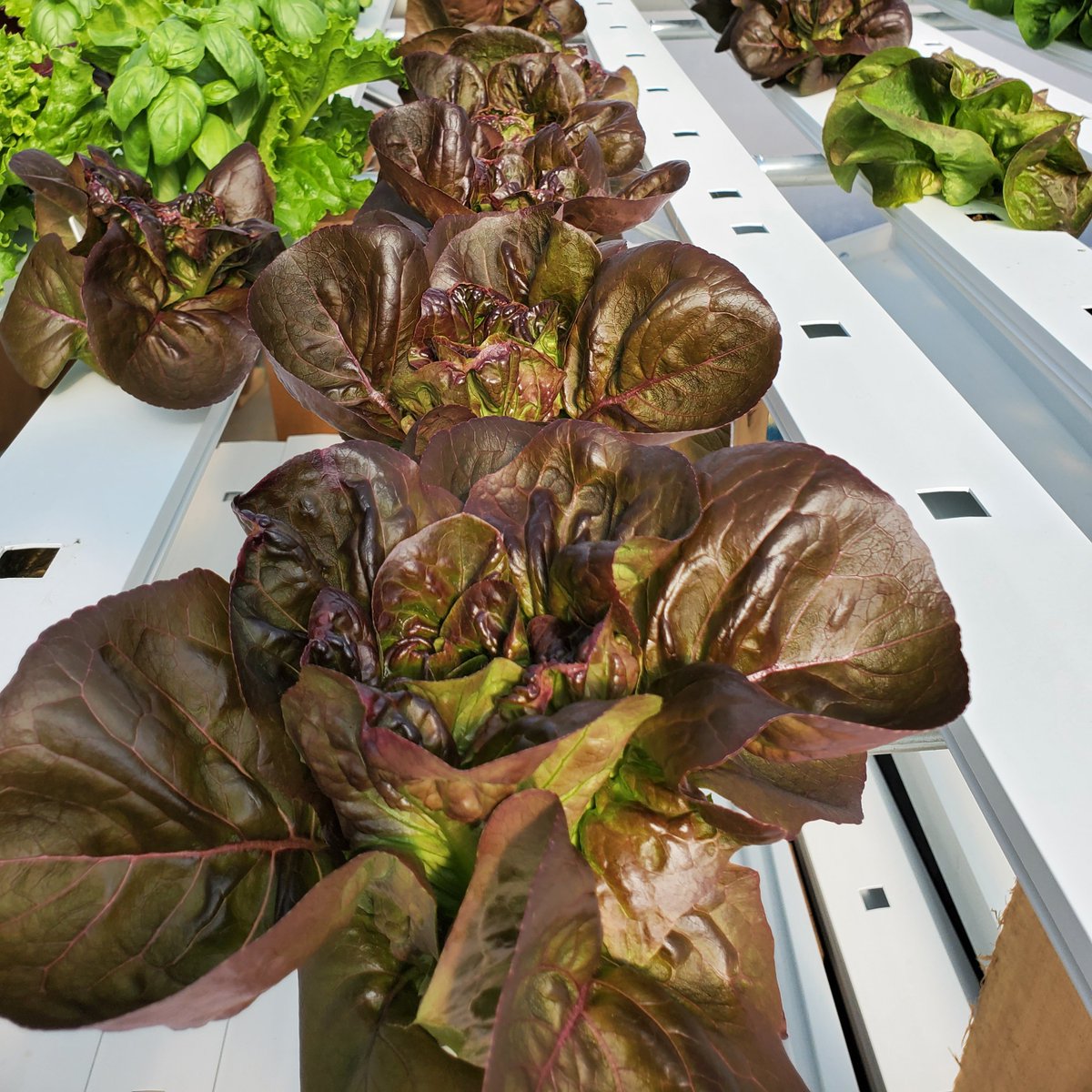 Produce Spotlight! #Rosaine Red Leaf lettuce packs a huge flavor punch! Thick and Buttery - look for it @breadgarden in Iowa City and @familyfoods in Tipton, IA. Contact sean@garudafarms.com to place an order for your restaurant or grocery!