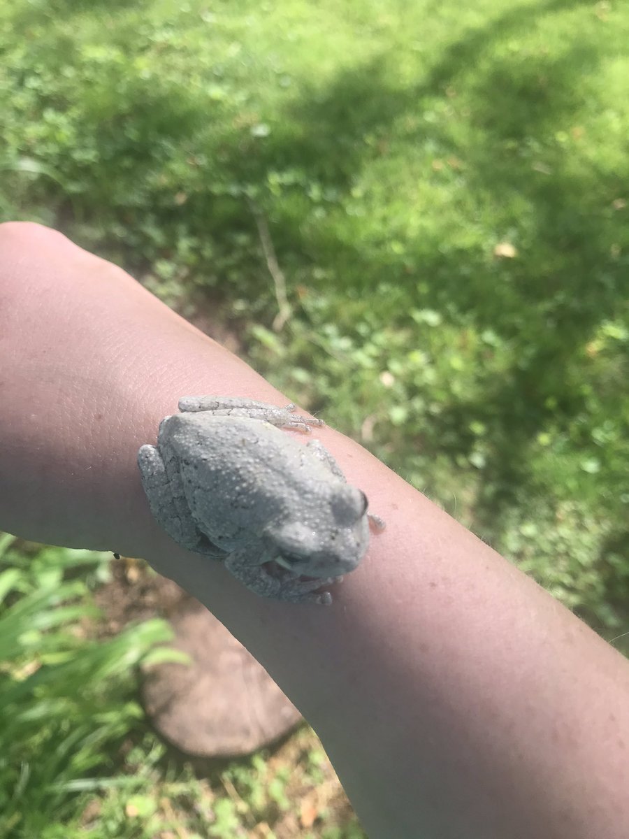 LTES_STEAM's tweet photo. Can you find the tree frog in the first picture?  What about the second? When I found the frog, it looked like the picture with it on my arm. After ten minutes in the tree it had started to blend in. Camouflage in action! https://t.co/RwBix1RmT1