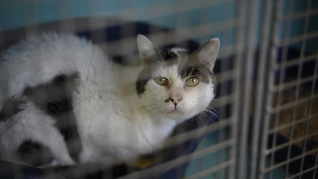 franceinfo's tweet photo. Coronavirus : 47 personnalités tirent la sonnette d'alarme sur la situation des associations et refuges de protection animale "à l'agonie"

https://t.co/APbp2uo40l https://t.co/3d9GKXkrYW