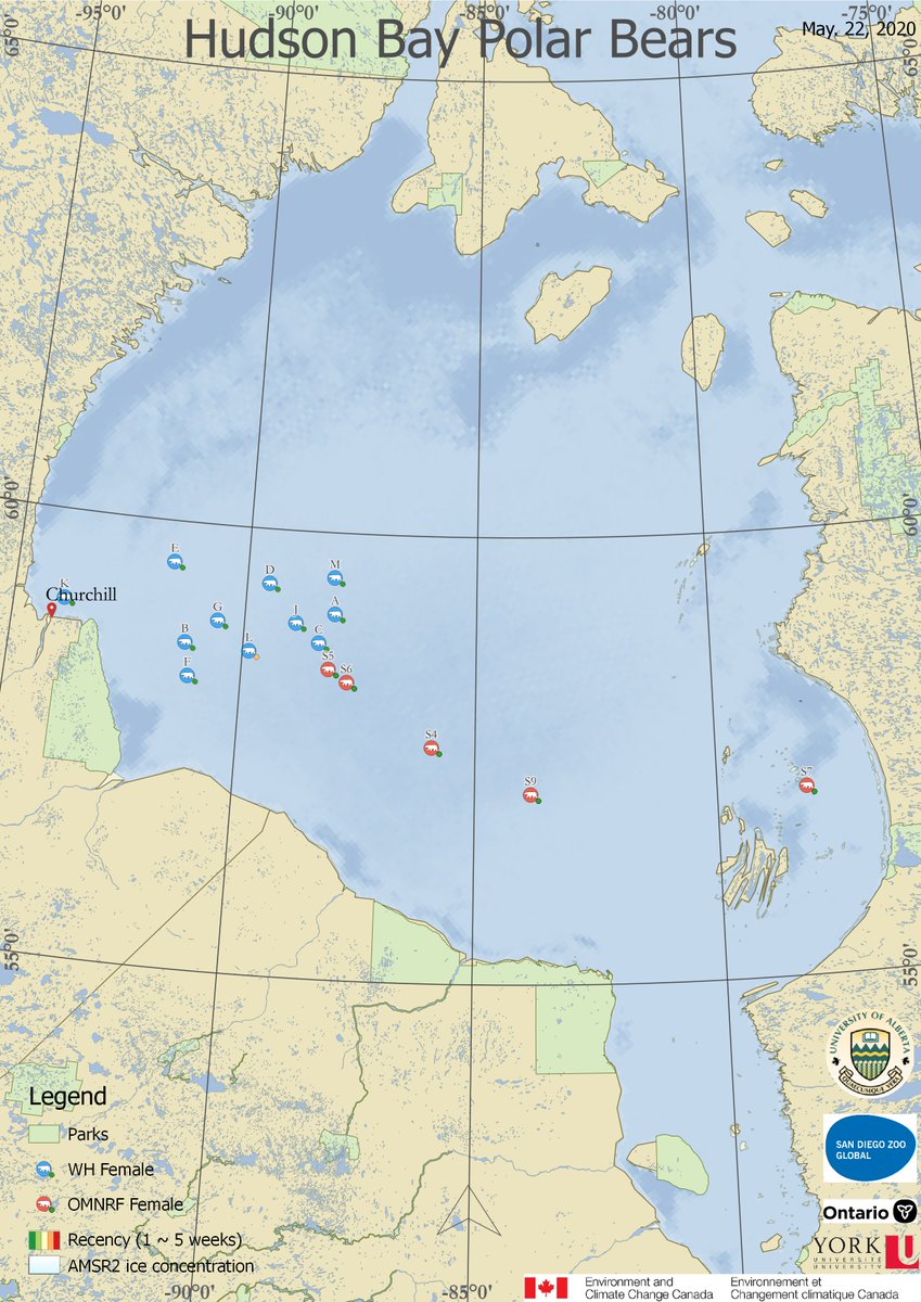 AEDerocher's tweet photo. Heading home (except 1 bear). As our analyses have shown, polar bears head closer to their summering areas as the ice breaks up. It's still cool in W. Hudson Bay &amp; the longer the bears can stay on the ice &amp; hunt, the better it is for them. https://t.co/HUuiJNR7KC