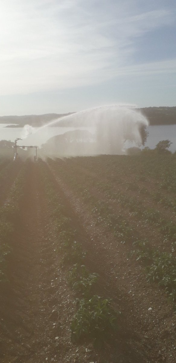Nice evening for irrigating some potatoes overlooking the river lynher.