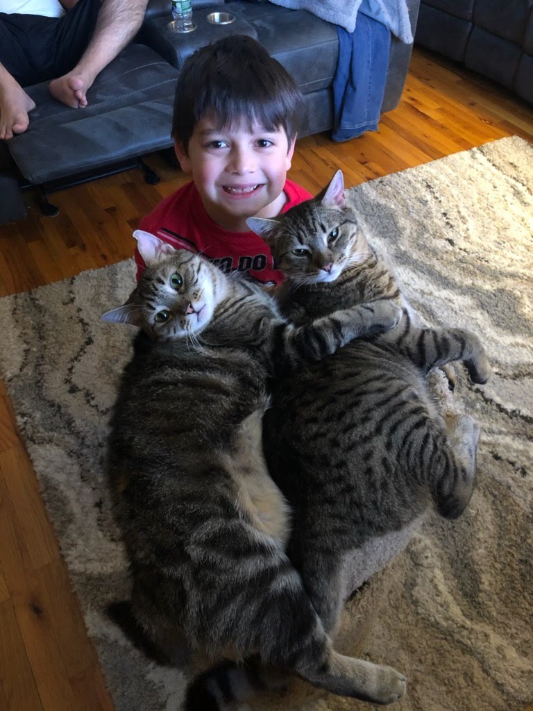 sdicecco's tweet photo. Landon loves when his two cats Cali and her son Frosty help him with his school work. They love sitting on all his papers and find different ways to get his attention. @PS14Bronx #RemoteLearningBuddy https://t.co/KILWg1cnQe