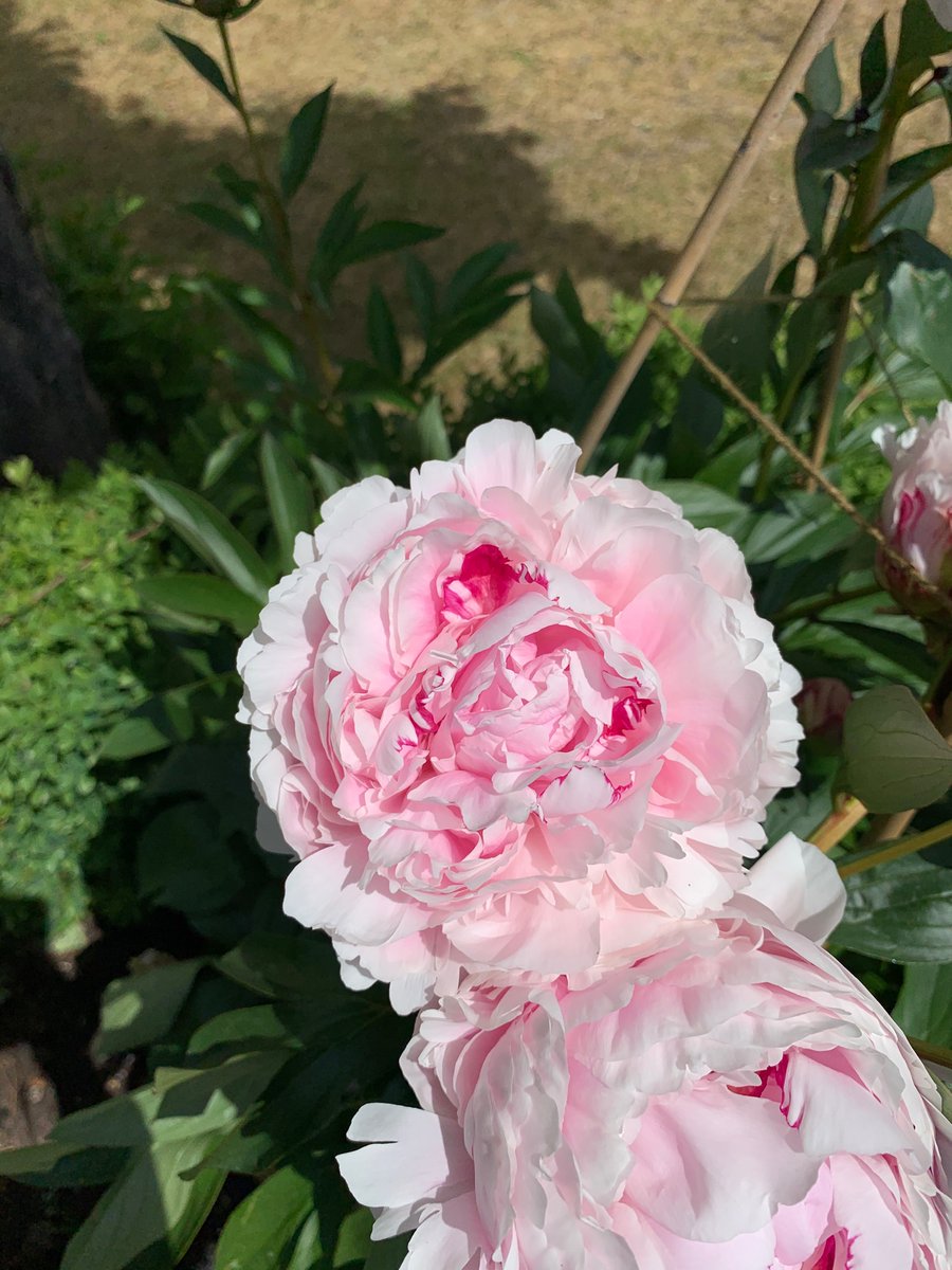 Bborn121's tweet photo. Peony perfection @ArdenHotel  @EdenMarketiers https://t.co/tlOnwZ9if6