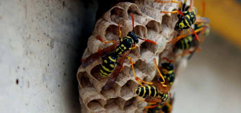 EnviroCare's tweet photo. The hot weather in Columbus, Ohio means improved breeding conditions for wasps that can sting multiple times. Multiple stings can cause a severe allergic reaction. Stay clear from the nest and call professionals! #waspcontrol #beesoluton #organicpestcontrol #greenpestsolution https://t.co/rdaMyEwsx9