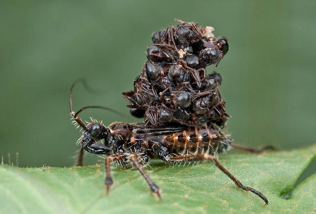 A species of Assassin Bug known as The Masked Hunter are vampires that predate on other vampires.They eat bedbugs which feed on human blood. Oh they also wear the corpses of their prey on their backs to confuse predators & for fun probably. #WorldDraculaDay  #MonthlyTweetOff