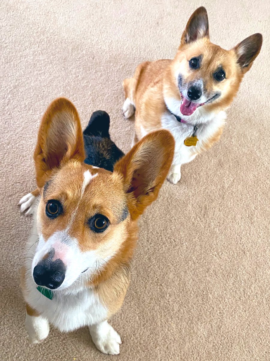 stuartscience's tweet photo. My coworkers are stage 5 clingers #corgicoworker #ballballball https://t.co/IIo9PXidzQ