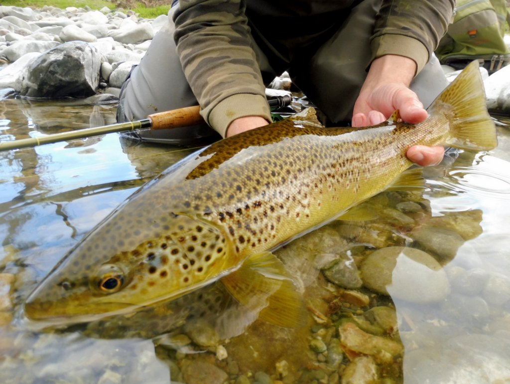 paulprocter's tweet photo. Lost an absolute brute today...mind, the consolation prize wasn't too shabby!!! @WildTroutTrust @SalmonTroutCons @Riverflies #Cumbria #wildtrout #troutbum #dryfly #outdoors #fishingbum #fishing #flyfishing https://t.co/2TkZjzKrOD