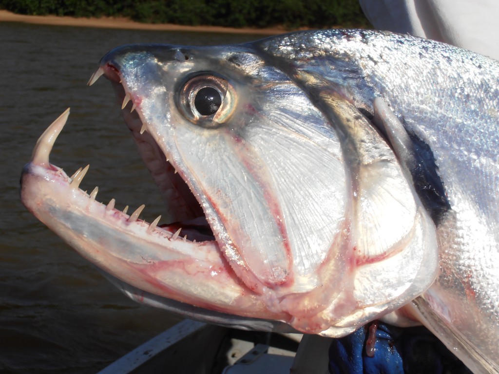 In the wild, payaras are ferocious hunters w/ a diet that often includes piranhas. They are such predatory fish that piranhas fear them & quickly swim away if they see one! But there are no cases of them attacking humans so you’re safe…for now #WorldDraculaDay  #MonthlyTweetOff