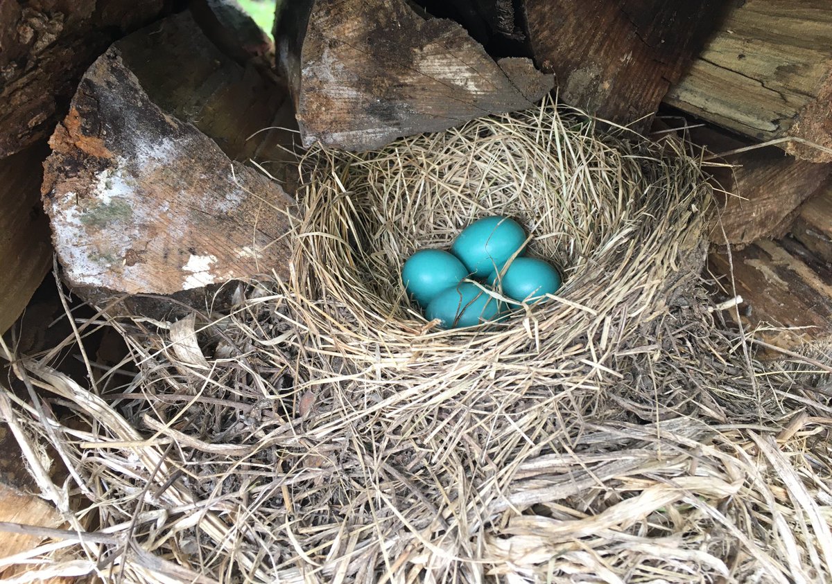 nicholas_rich's tweet photo. Secret Stash. 
Or: Momma Gonna Knock You Out.
#robin #eggs #birding #birdingphotography https://t.co/2ZhdsP8aRI