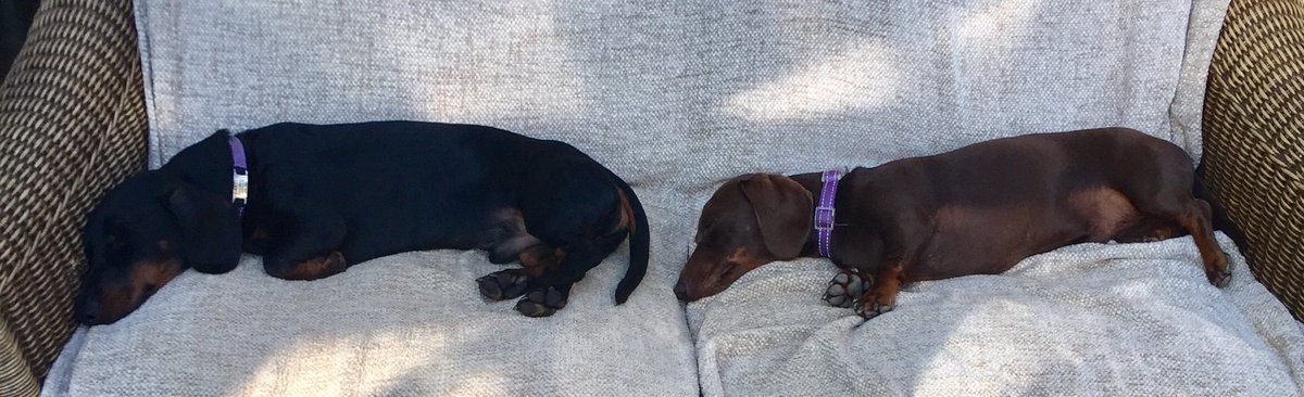 benedictabbott5's tweet photo. Me ‘n ⁦@BartholomewAbb1⁩ is pooped ‘cos of the heat! https://t.co/7c5O5pYzGl