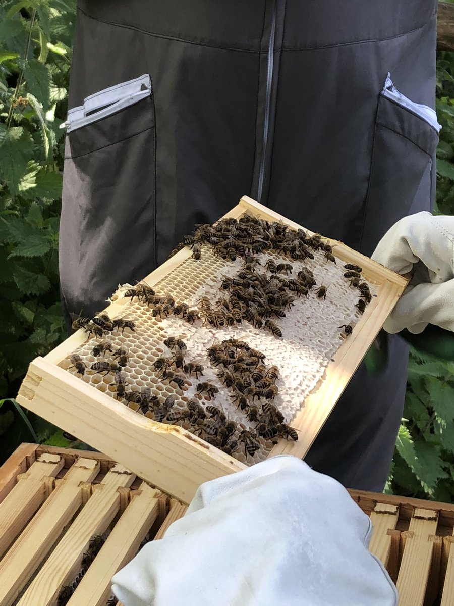 OldBills's tweet photo. We are the proud keepers of two colonies of “Buckfast Bees” this particular Bee has a pedigree that is much protected and looked after by monks in the Isle of Wight #buckfastbee #IsleofWight #beekeeping https://t.co/ZCsXuAHykp